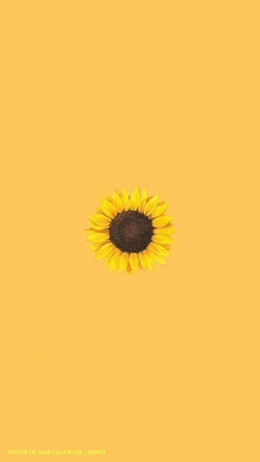 A Beautiful Yellow Sunflower On A Vibrant Blue Sky Background. Wallpaper