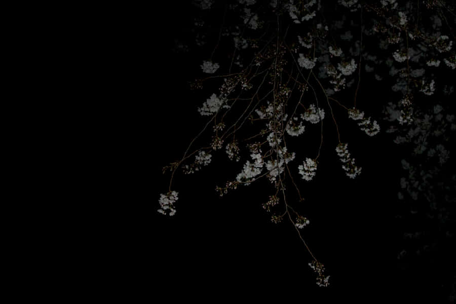 A Black Background With White Flowers Wallpaper