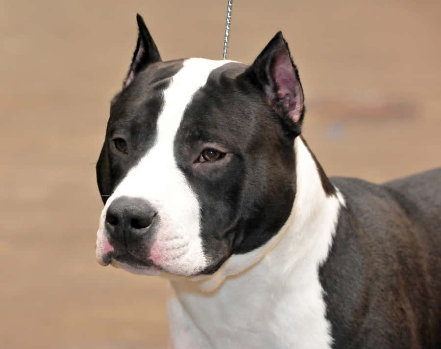 A Black-coated Pitbull Stares Directly Into The Camera With A Serious Expression Wallpaper
