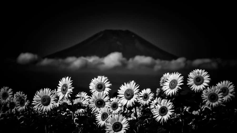 A Black Sunflower Blooming In Its Natural Environment Wallpaper