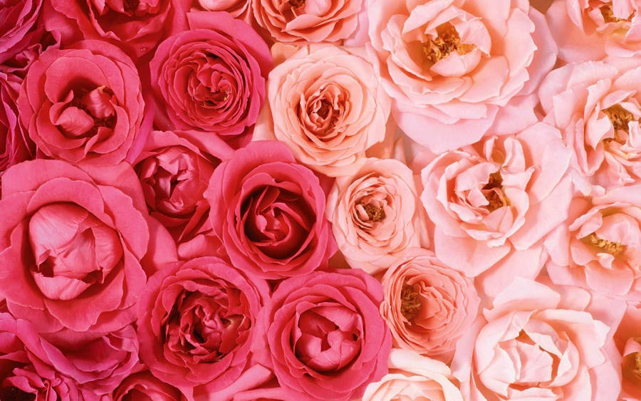 A Bouquet Of Red Roses Wallpaper