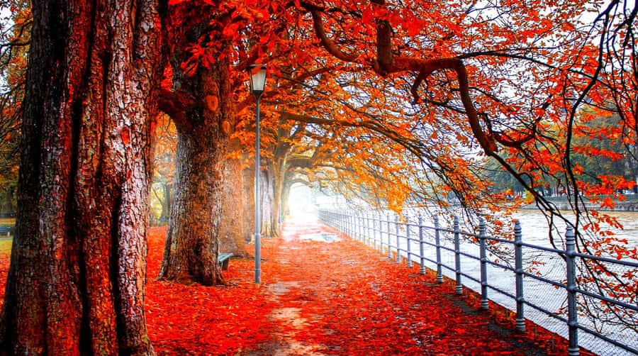 A Bright Red Tree Shimmering In The Sunlight Wallpaper