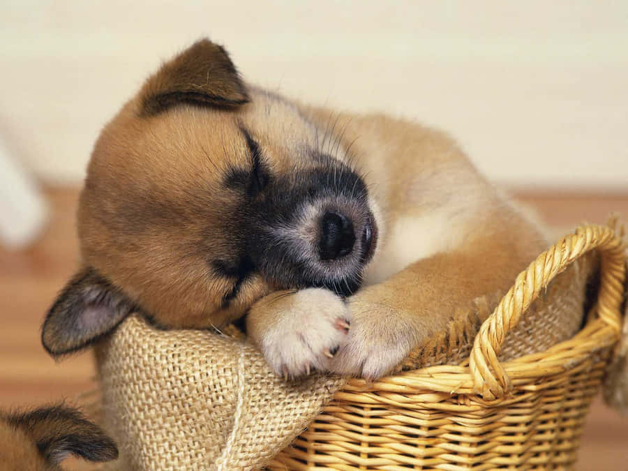 A Brown And White Dog Sleeping In A Basket Wallpaper