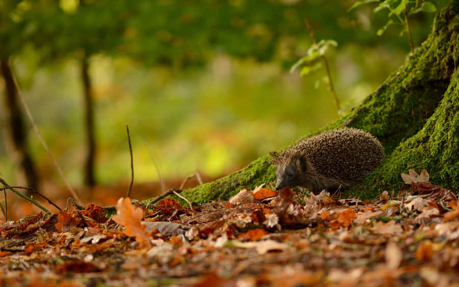 A Cute Little Hedgehog Ready To Take On The Day! Wallpaper