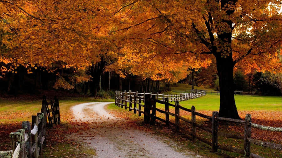 A Dirt Road With Trees And A Fence Wallpaper