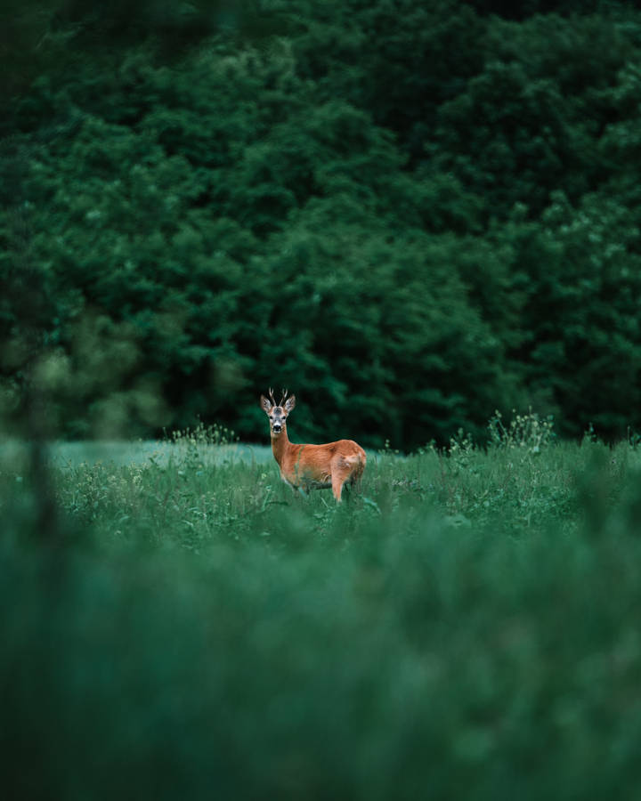 A Doe In Her Natural Habitat Wallpaper