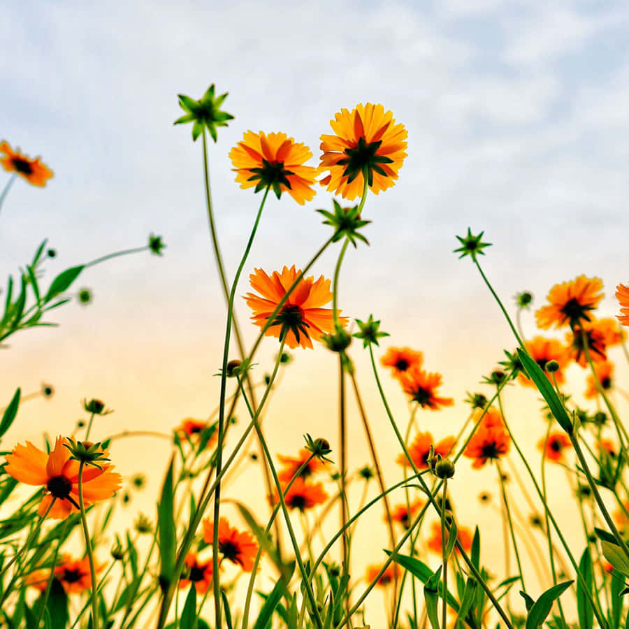 A Field Of Flowers Wallpaper