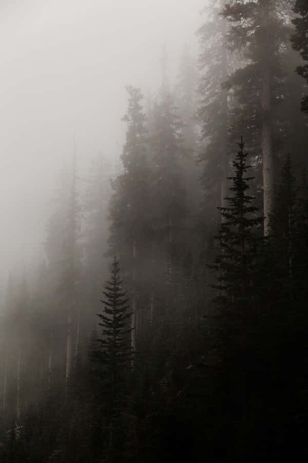 A Foggy Forest With Trees In The Background Wallpaper