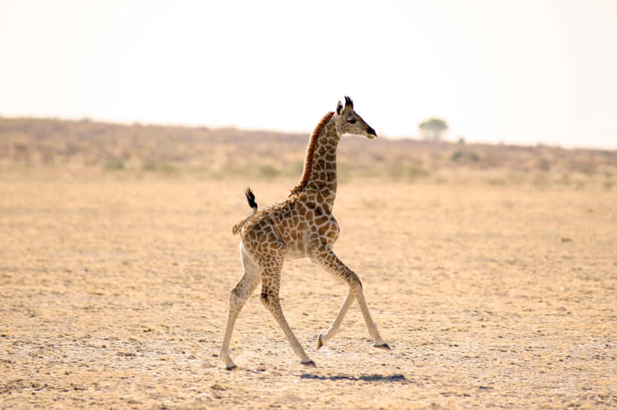 A Funny Giraffe Taking A Look Around Wallpaper