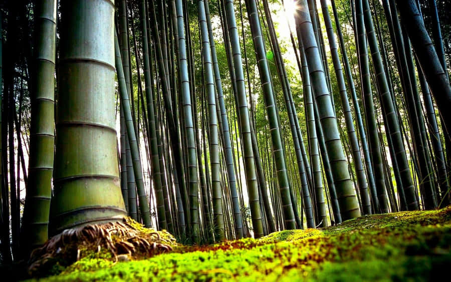 A Grove Of Green Bamboo Stands Tall In The Forest Wallpaper