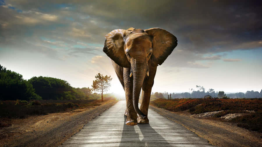 A Large Elephant Walking Down A Road Wallpaper