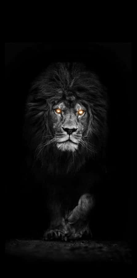 A Lion With Orange Eyes In The Dark Wallpaper