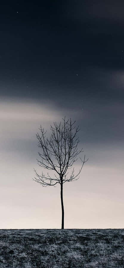 A Lone Tree In The Middle Of A Field Wallpaper