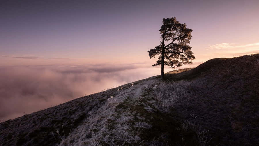 A Lone Tree On Top Of A Hill With Clouds In The Background Wallpaper