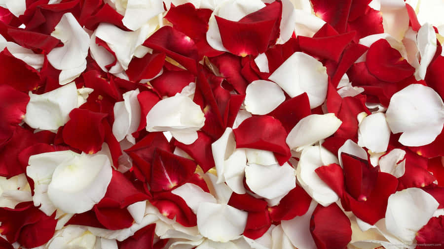 A Lush Bouquet Of Deep Red Roses Against A Bright And Vibrant Background Wallpaper