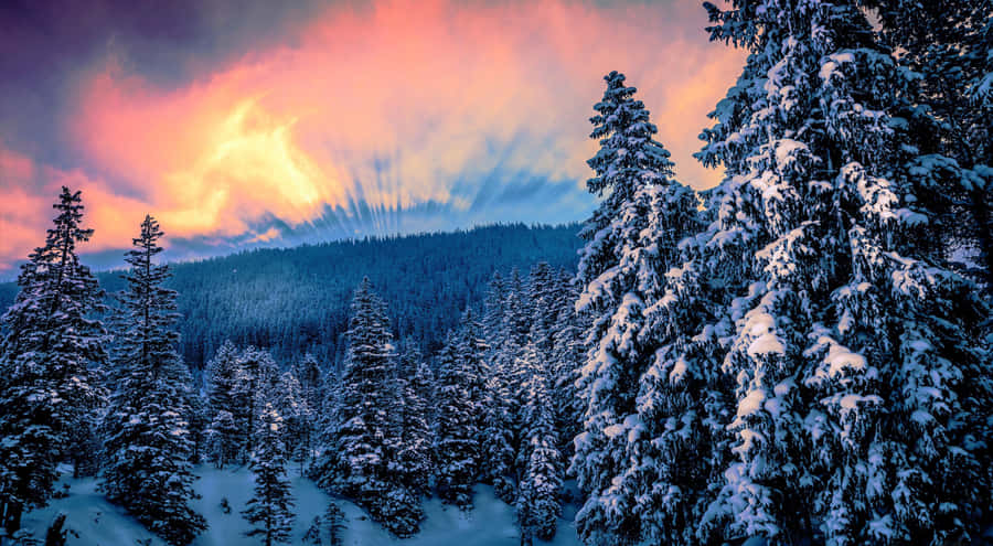 “a Magical Winter Forest Bursting With Life And Beauty” Wallpaper