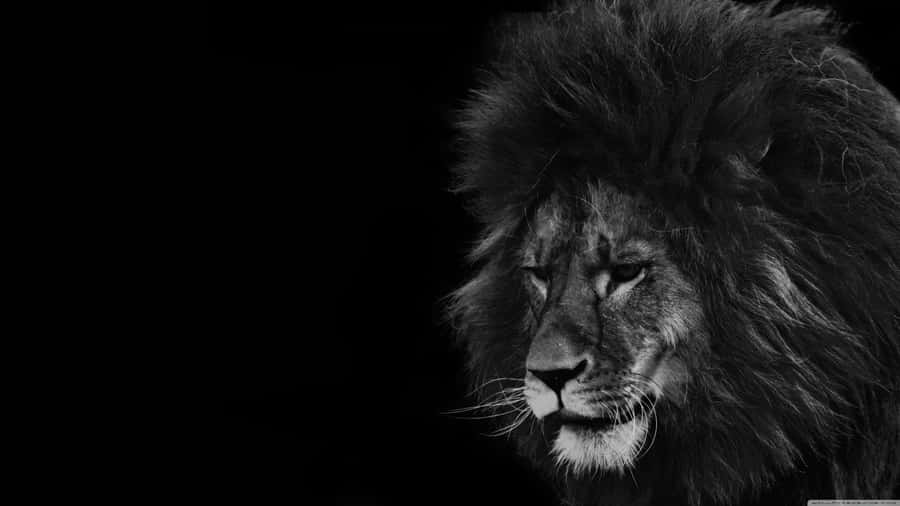 A Majestic Black And White Lion Wallpaper