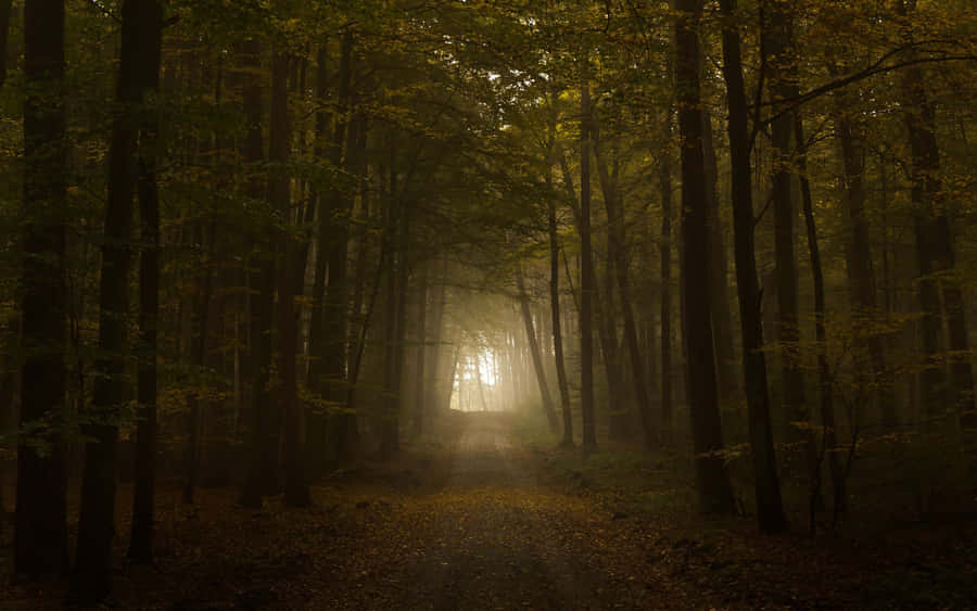 A Mysterious And Mesmerising Dark Autumn Evening. Wallpaper