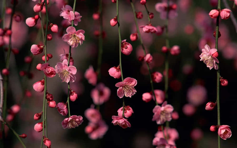 A Pink Flower Hangs From A Branch Wallpaper