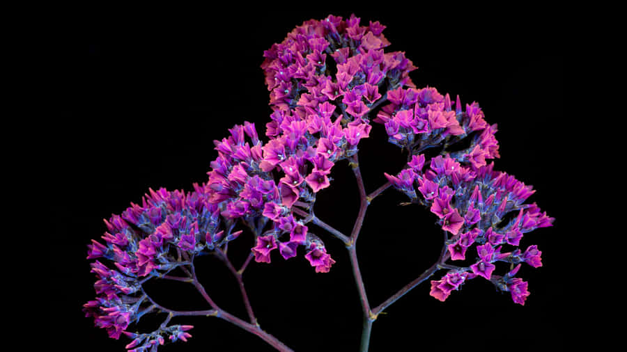 A Purple Flower In A Vase Wallpaper