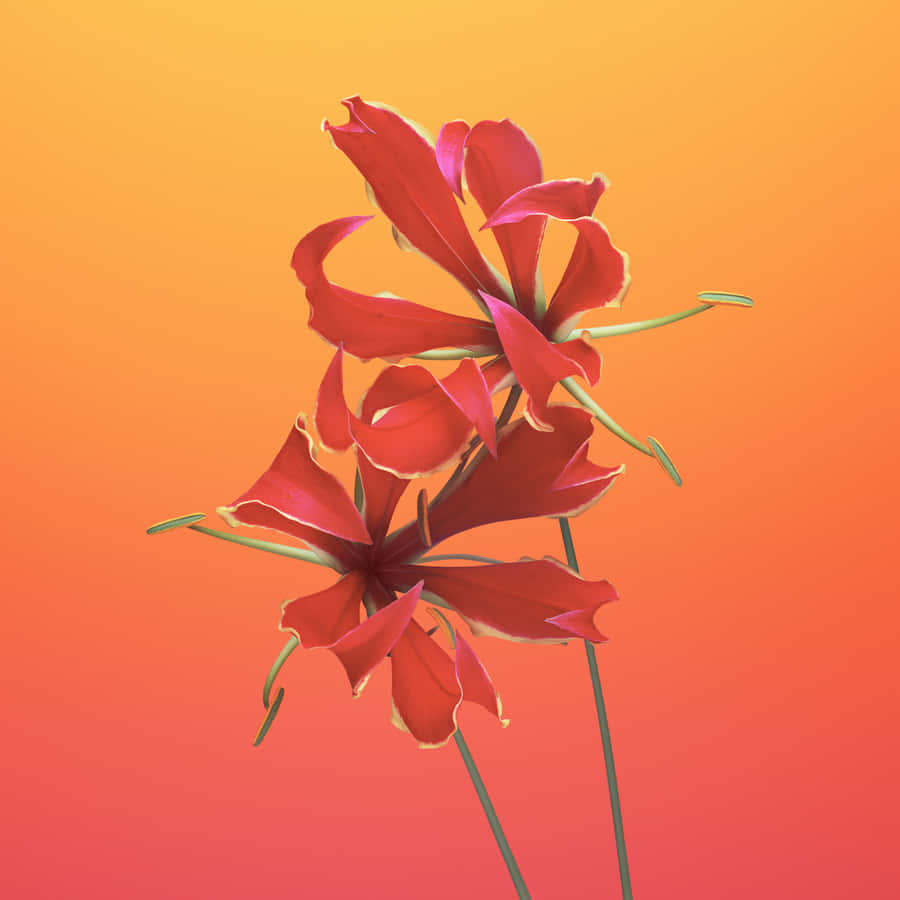 A Red Flower On A Yellow Background Wallpaper