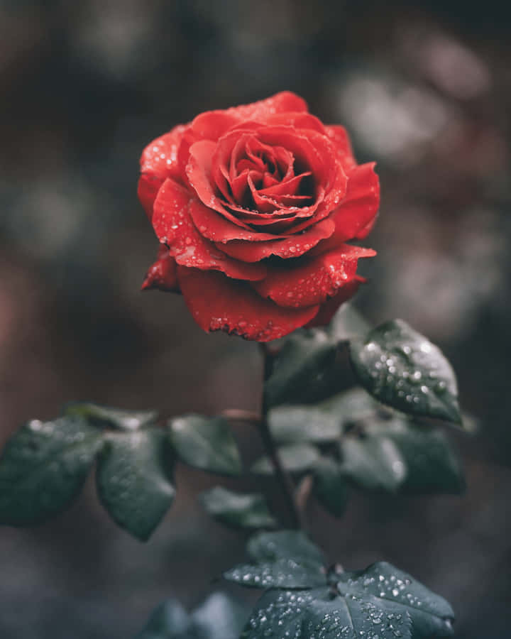 A Red Rose With Water Droplets On It Wallpaper