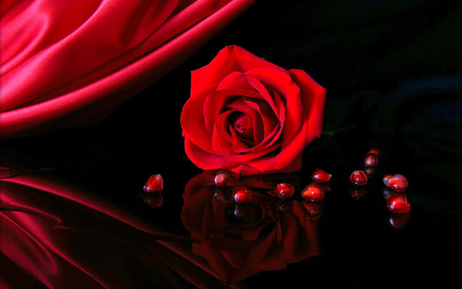 A Rose In Full Bloom Wallpaper