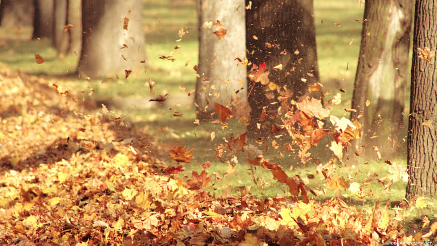 A Scenic Autumn Foliage In 3840 X 2160 Wallpaper