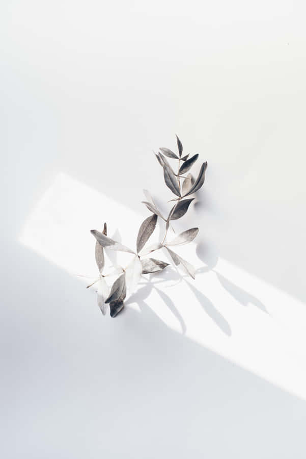A Silver Leaf Is Sitting On A White Surface Wallpaper