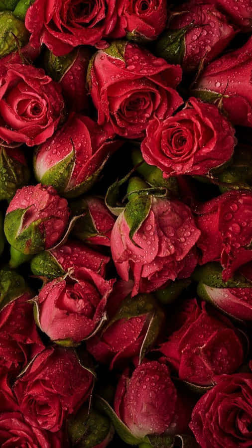 A Single Red Rose, Perfect For Expressing Love. Wallpaper
