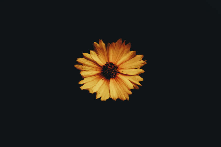 A Stunning Dark Sunflower In All Its Glory. Wallpaper