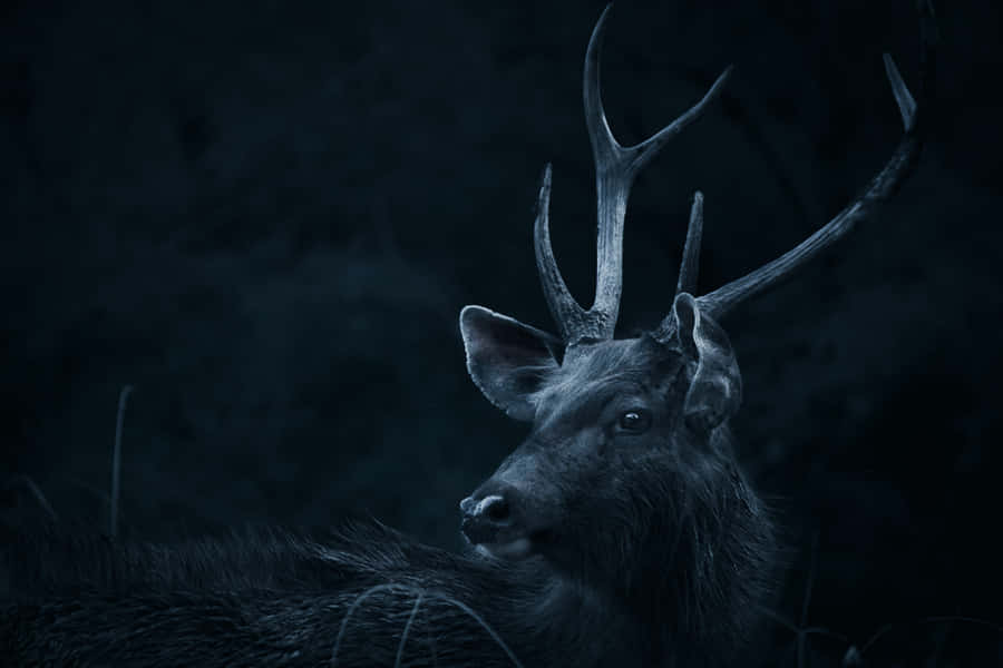 A Stunning White-tailed Deer Wanders Among Gleaming Trees Wallpaper