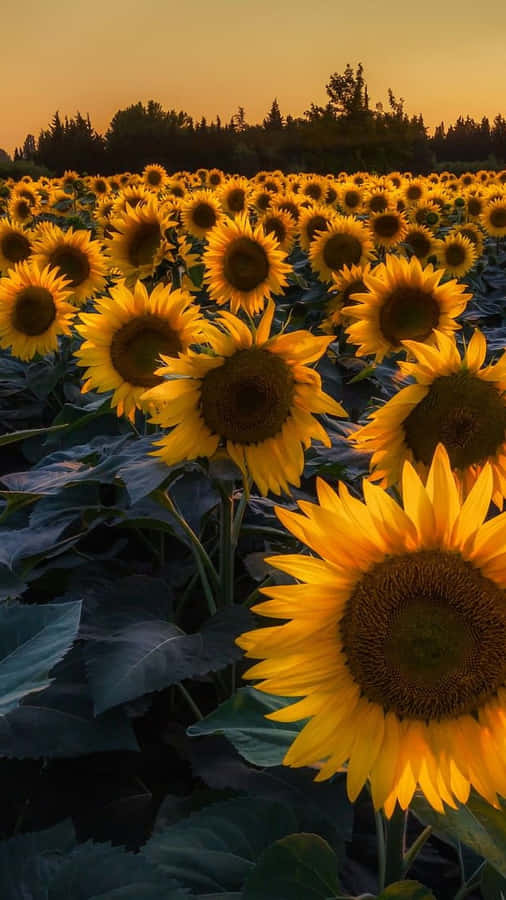 A Sunflower Illuminated In The Dark Wallpaper