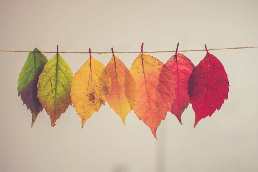 A Sweet Scene Of Autumn With Colorful Leaves, A White Pumpkin, And A Small Furry Friend. Wallpaper
