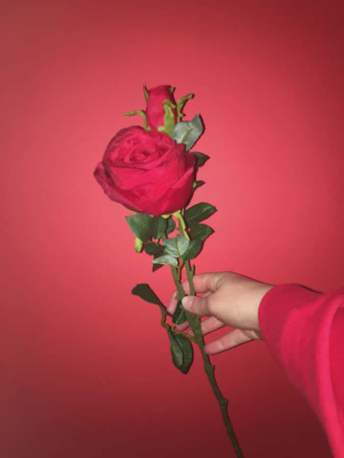 A Timeless Beauty Wallpaper