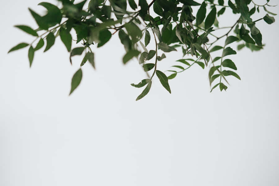A Tree Branch With Leaves Wallpaper