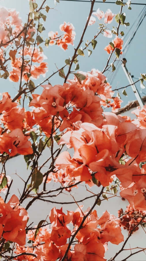 A Tree With Orange Flowers In The Background Wallpaper