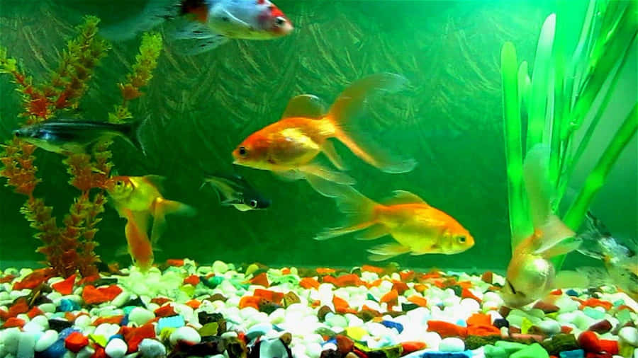 A Variety Of Fish Swimming In A Colorful Aquarium Wallpaper