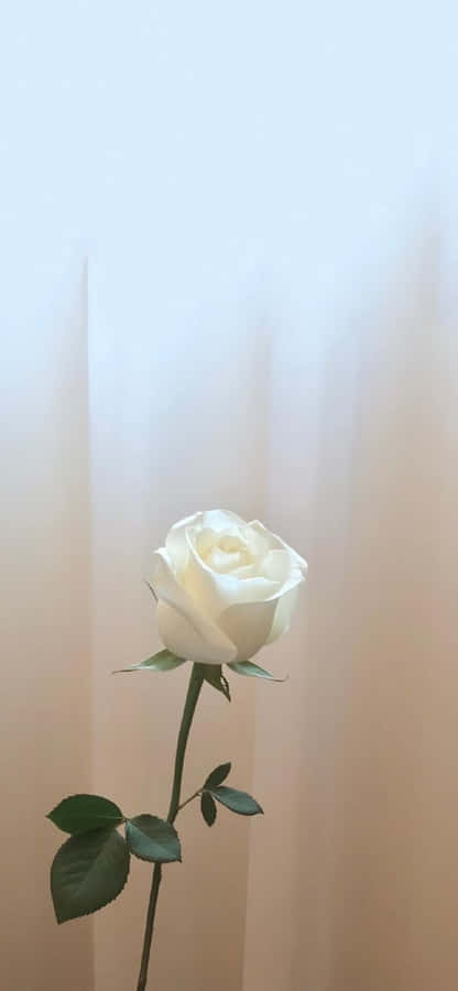 A Velvety White Rose Beneath A Bewitching Night Sky. Wallpaper