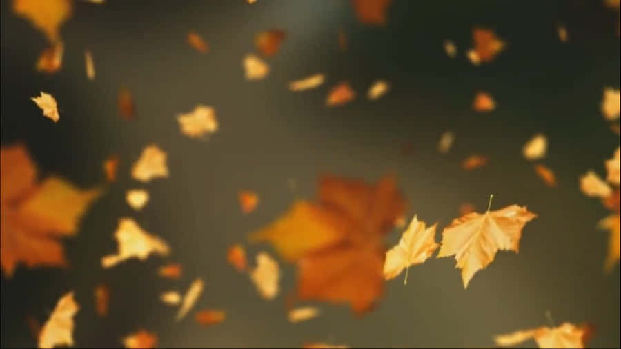 A Vibrant Autumn Leaf Against A Background Of Vibrant Golds And Reds Wallpaper