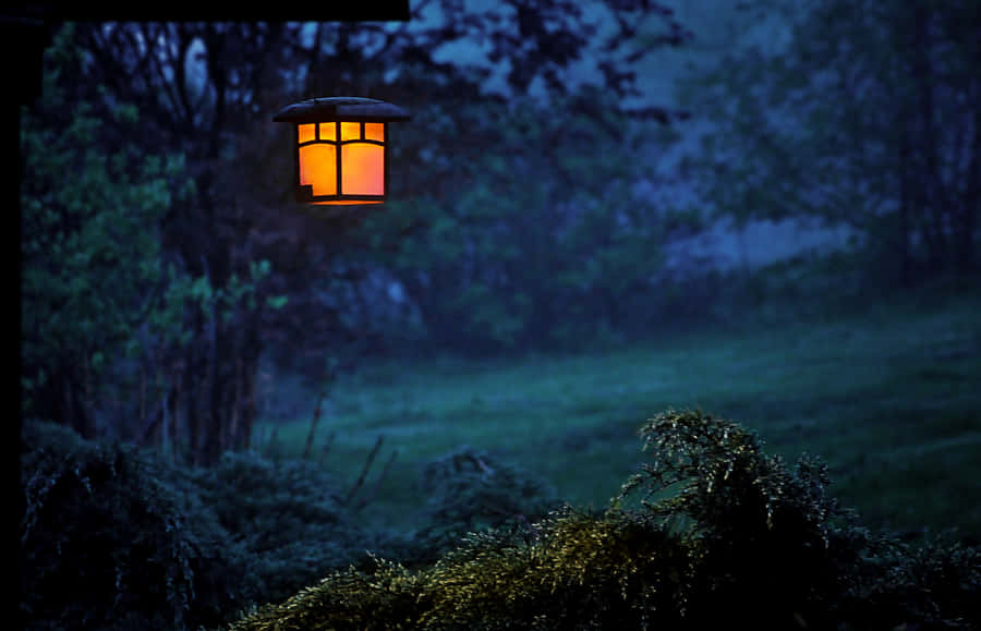 A View Of A Dark Mysterious Night Forest. Wallpaper