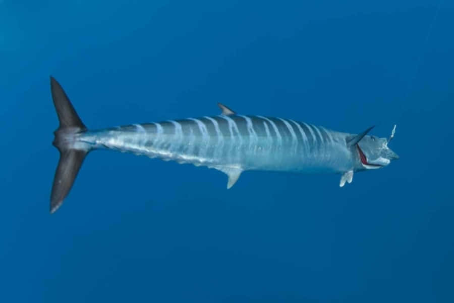 A Wahoo Fish Swimming In The Deep Blue Sea Wallpaper