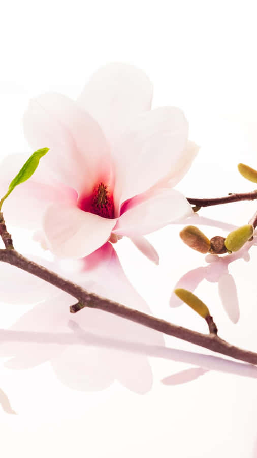 A White Flower On A Branch Wallpaper