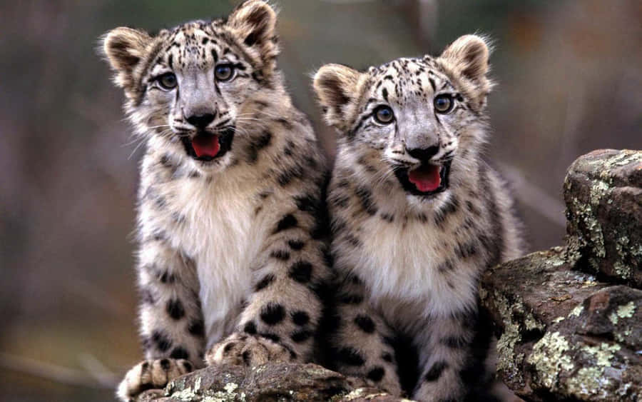 A Young Baby Cheetah Hunts For Its Prey Wallpaper