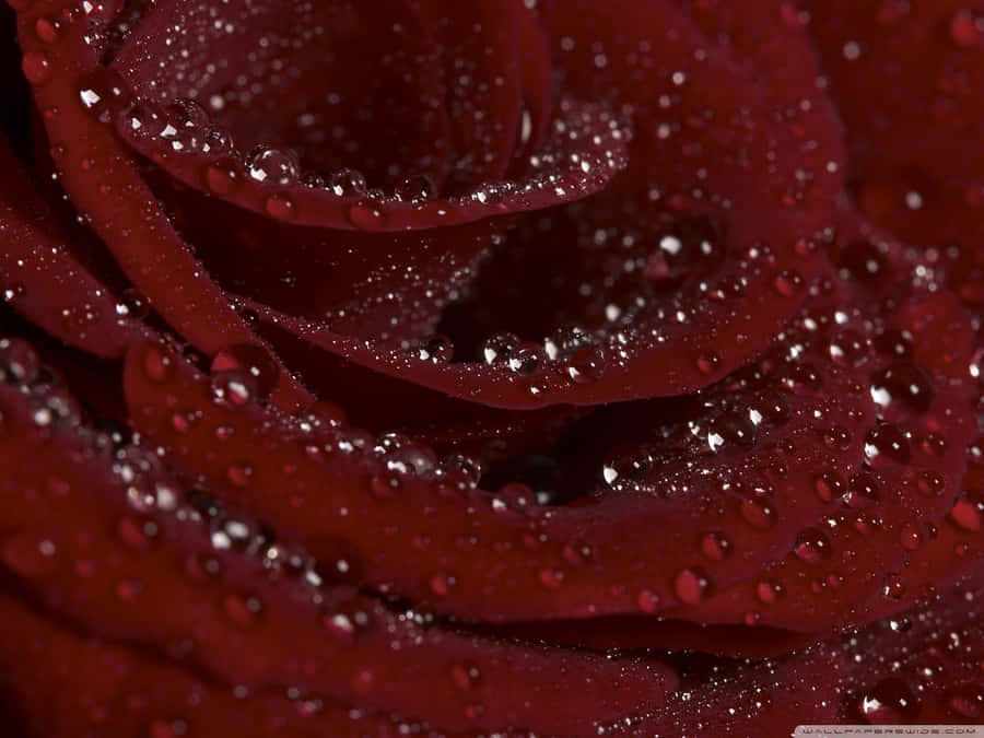 Add A Touch Of Maroon To Your Home Décor For A Cozy And Stylish Feel Wallpaper