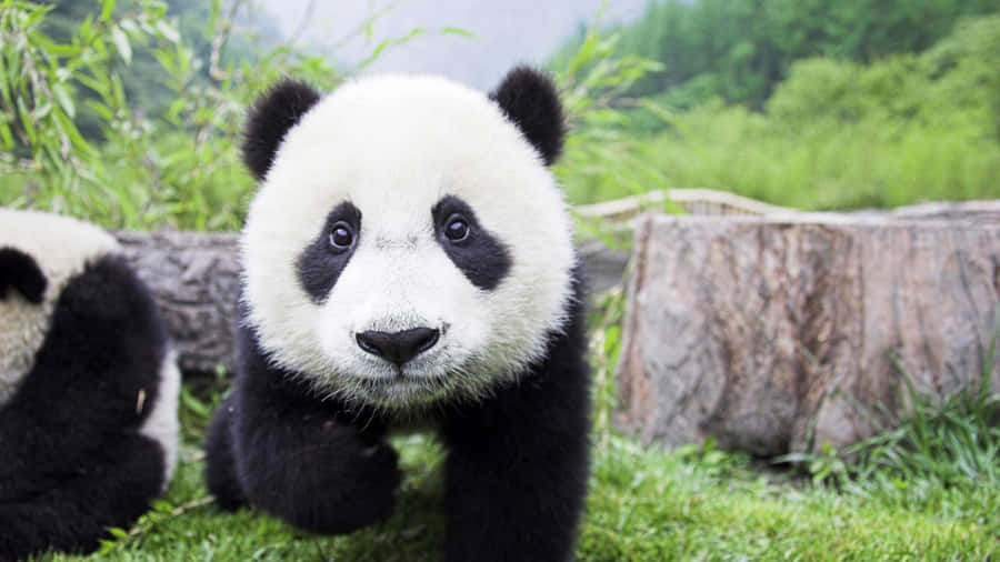 Adorable Face Of A Panda Laptop Wallpaper