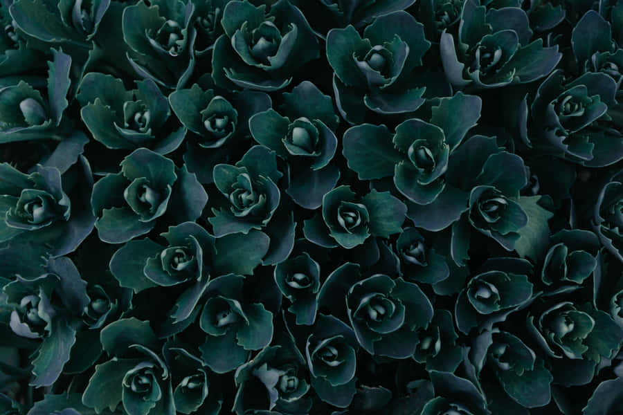 Aesthetic Dark Green Flower Wallpaper