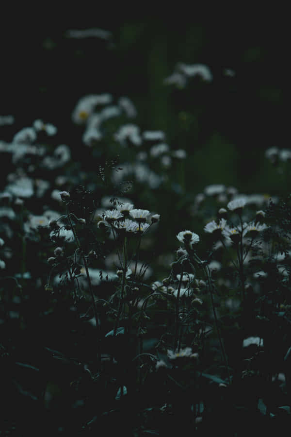 Aesthetic Flower Field In Dark Wallpaper