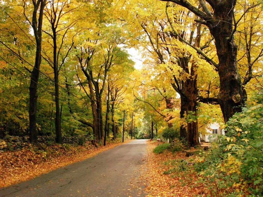 An Autumn Landscape Of Vibrant Red Leaves Wallpaper