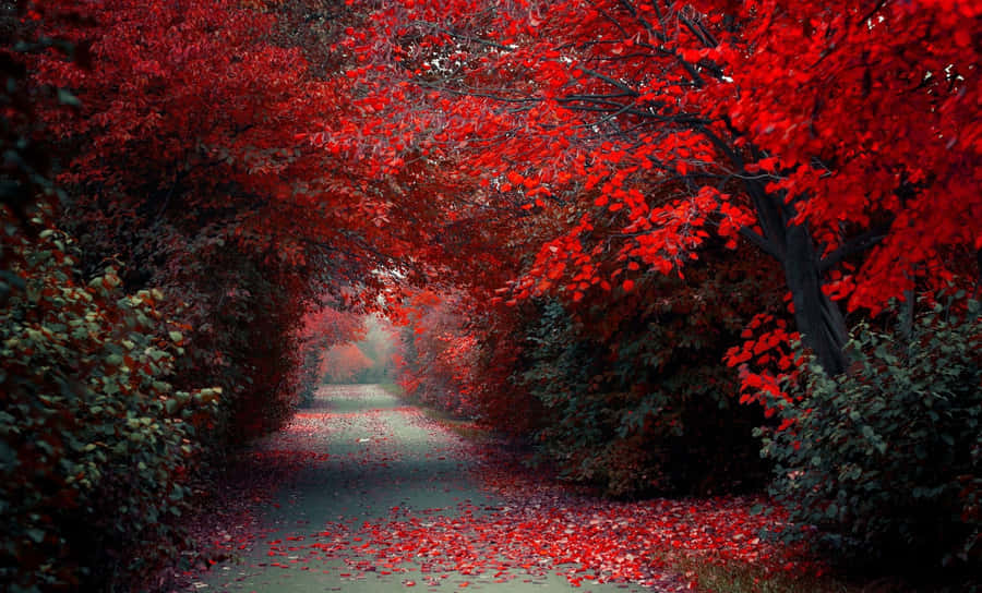 An Awe-inspiring Red Tree Wallpaper